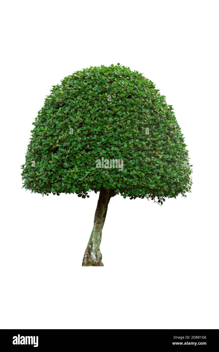 Grüner Buschbaum isoliert auf weißem Hintergrund. Stockfoto