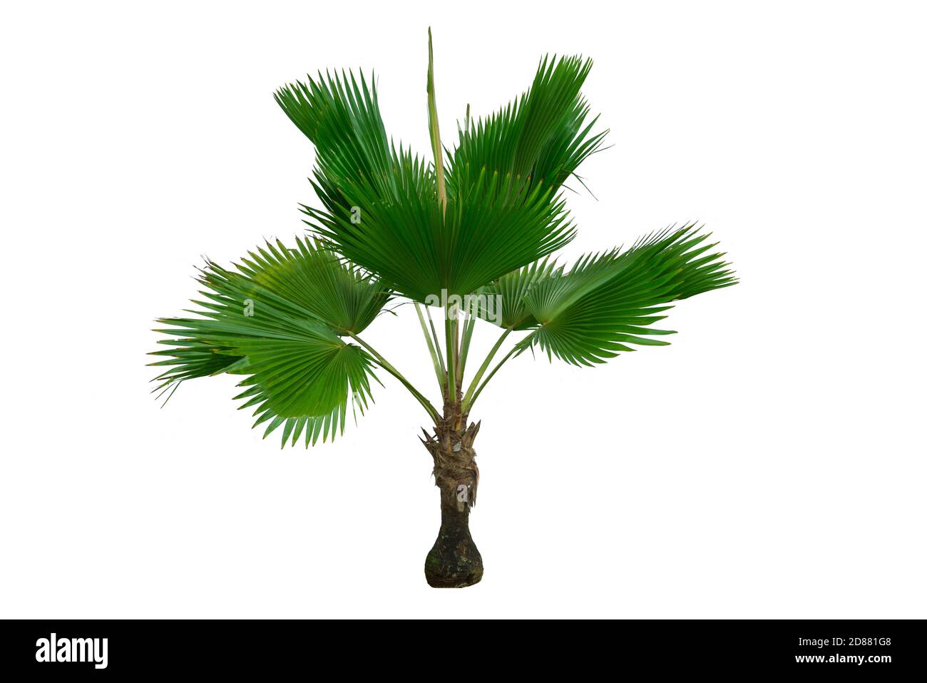 Baum mit grünen Blättern isolierter Baum auf weißem Hintergrund. Stockfoto