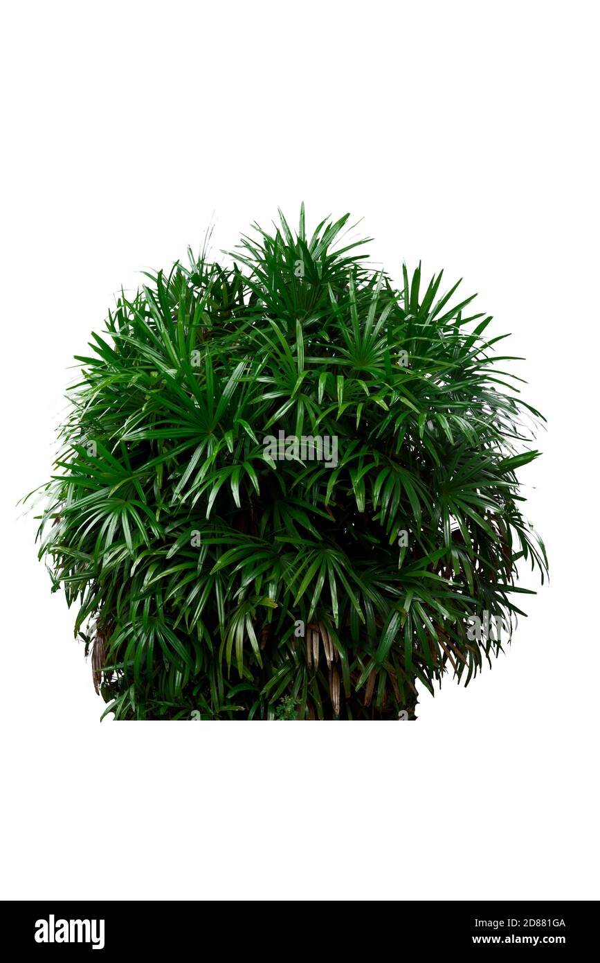 Grüner Buschbaum isoliert auf weißem Hintergrund. Stockfoto