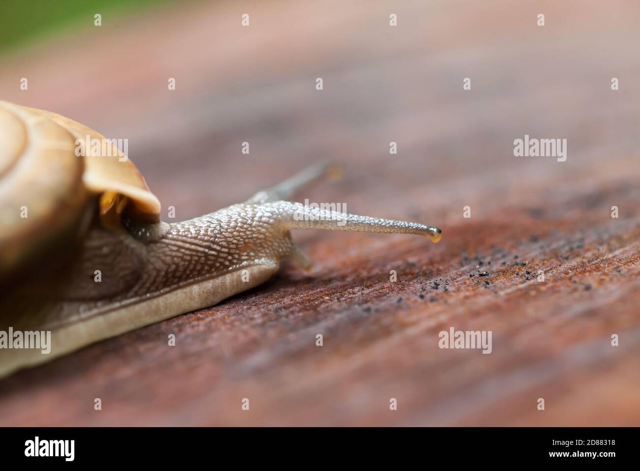 Schnecke krabbelt auf Kiefernbaum Stumpf, Thailand Stockfoto