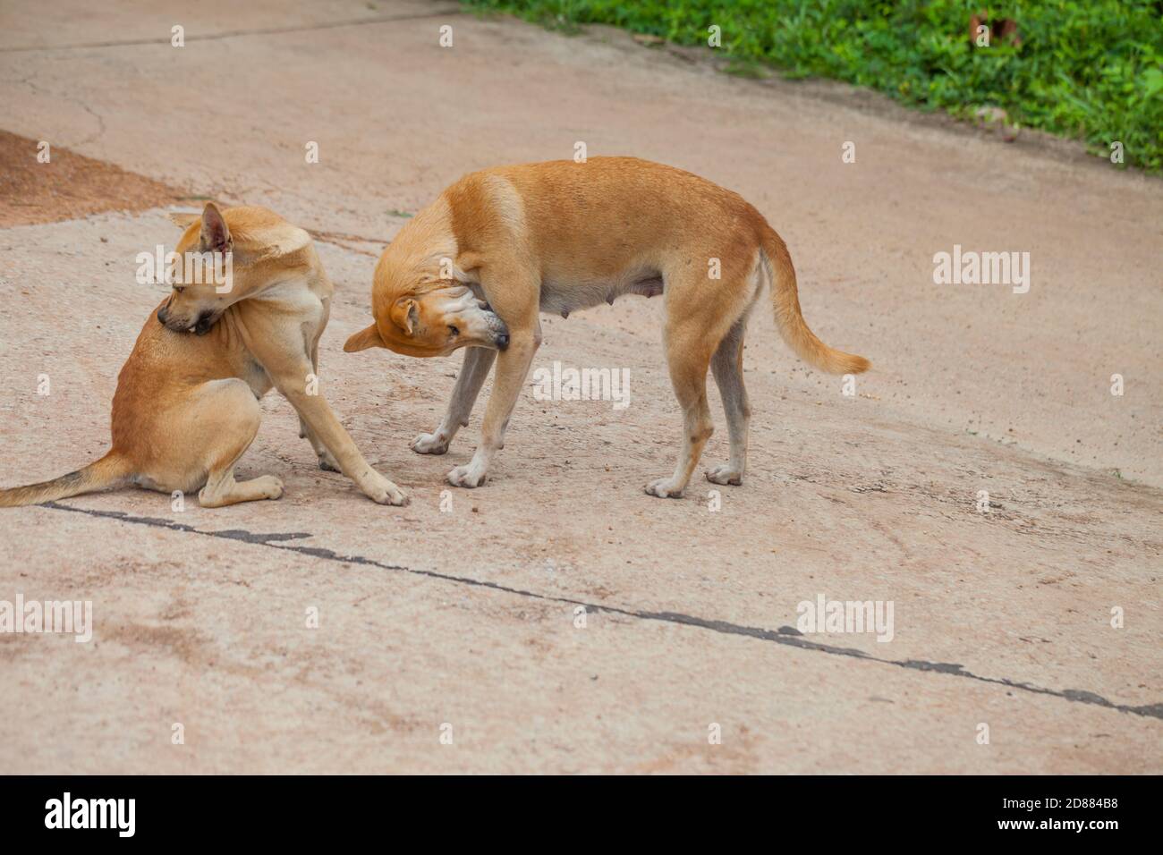 Hund überprüfen auf Flöhe und Zecken, Thailand Stockfoto