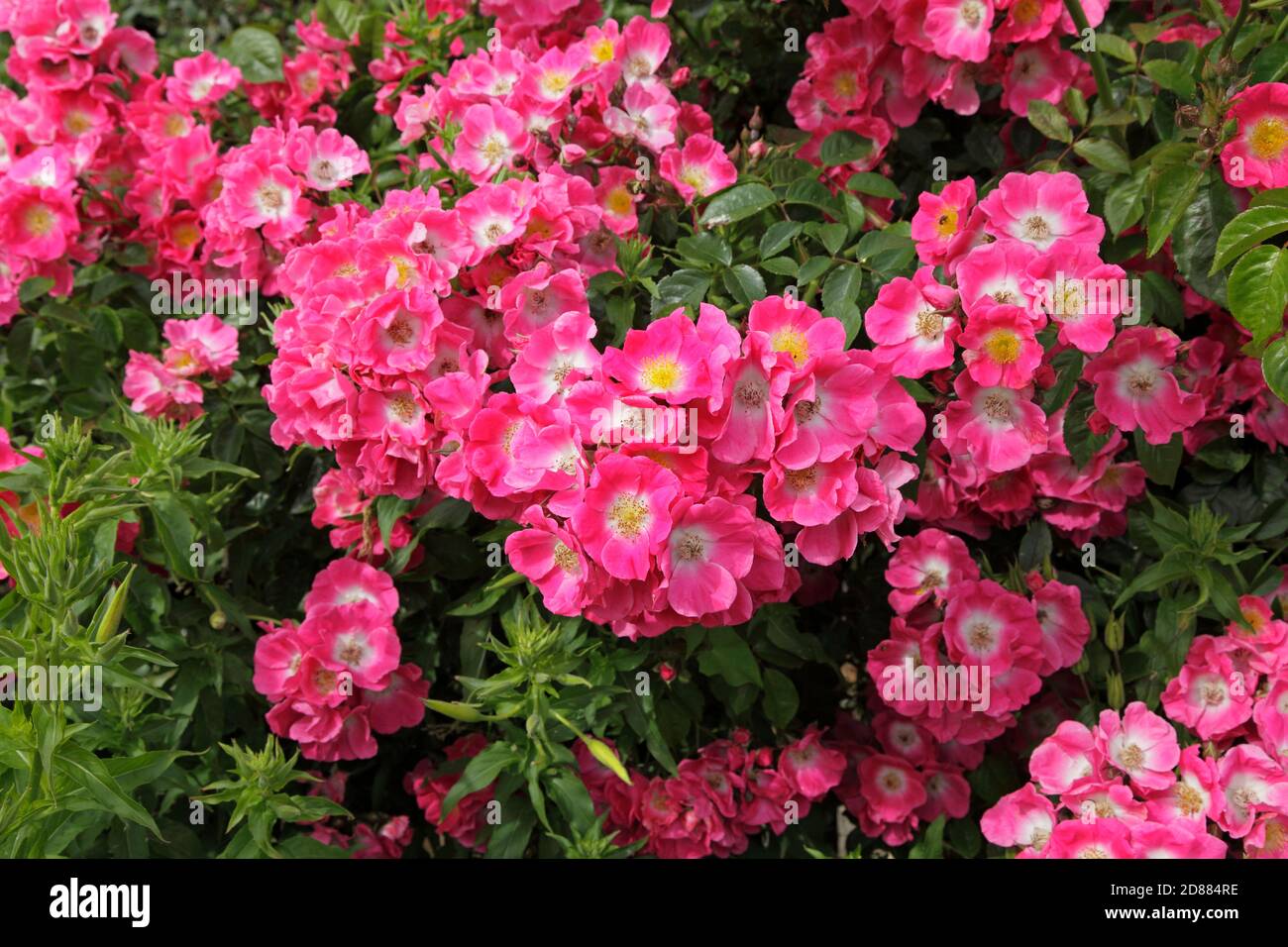 American Pillar Rose, Rosaceae, Rosa, Ramblerrose Stockfoto