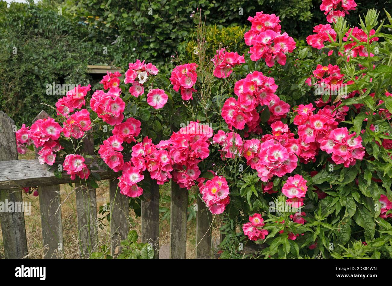 American Pillar Rose, Rosaceae, Rosa, Ramblerrose Stockfoto