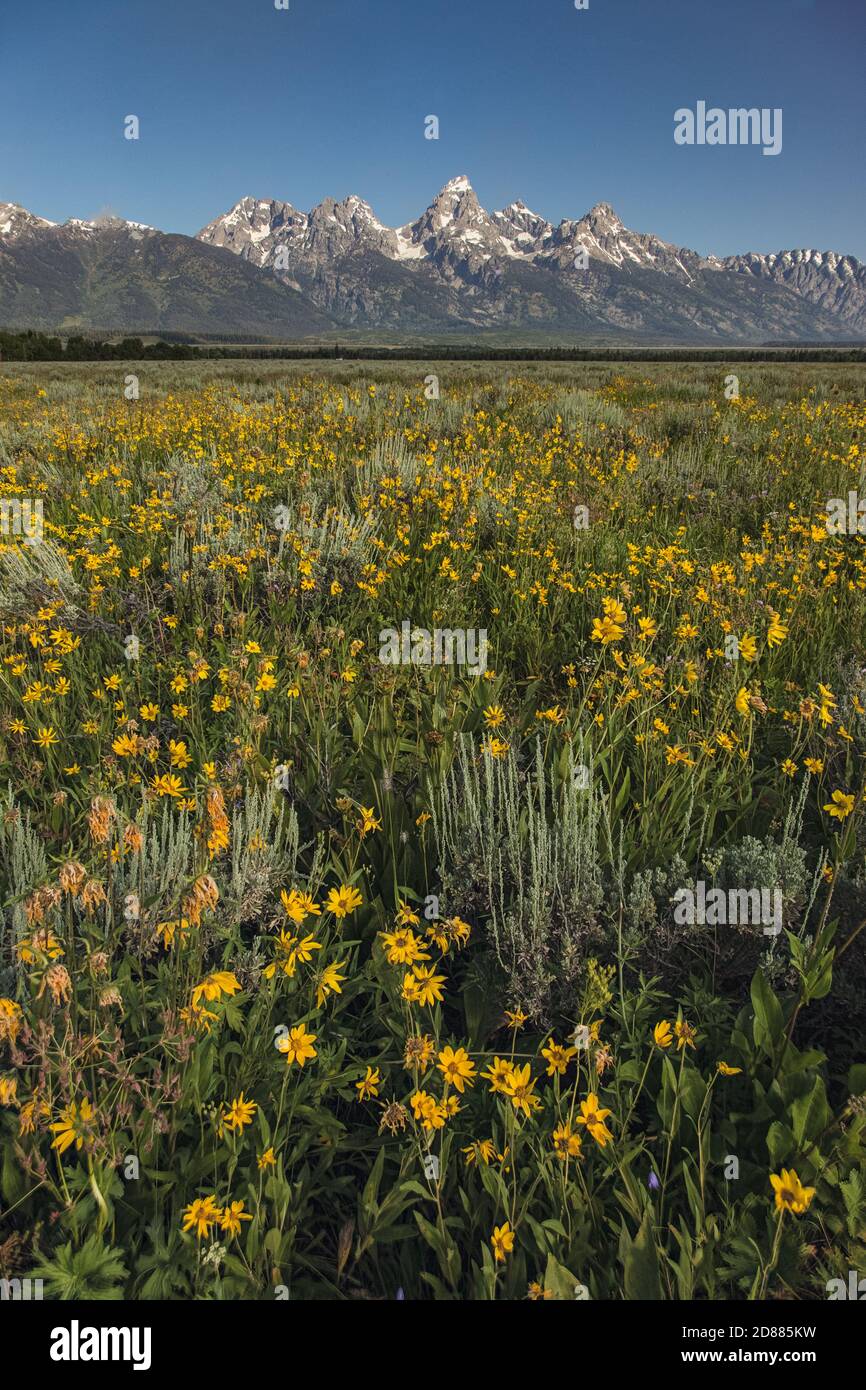 Auffällige Goldeneye-Blüten in Blüte auf Antelope Flats mit der Teton Range im Hintergrund im Grand Teton National Park in Wyoming, USA. Stockfoto