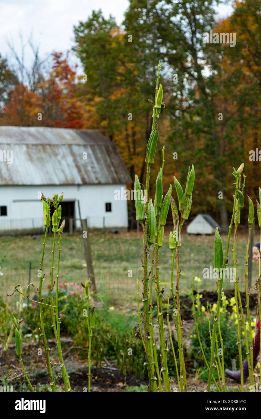 Okra wächst im Garten dieses Bauernhofs auf einer organischen DeKalb County Farm in der Nähe von Spencerville, Indiana, USA. Stockfoto