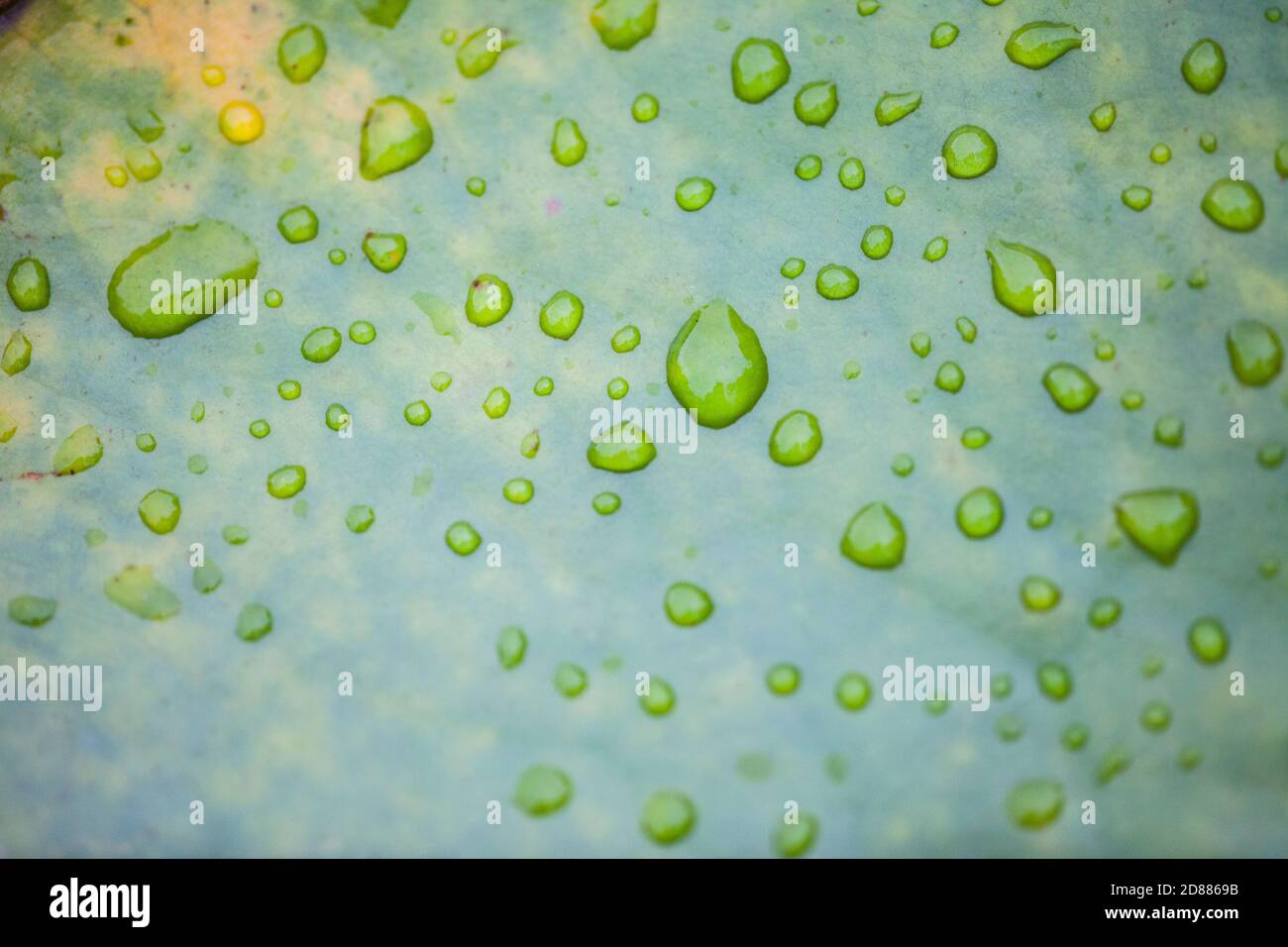 Wassertropfen auf einem Lotusblatt, Thailand Stockfoto