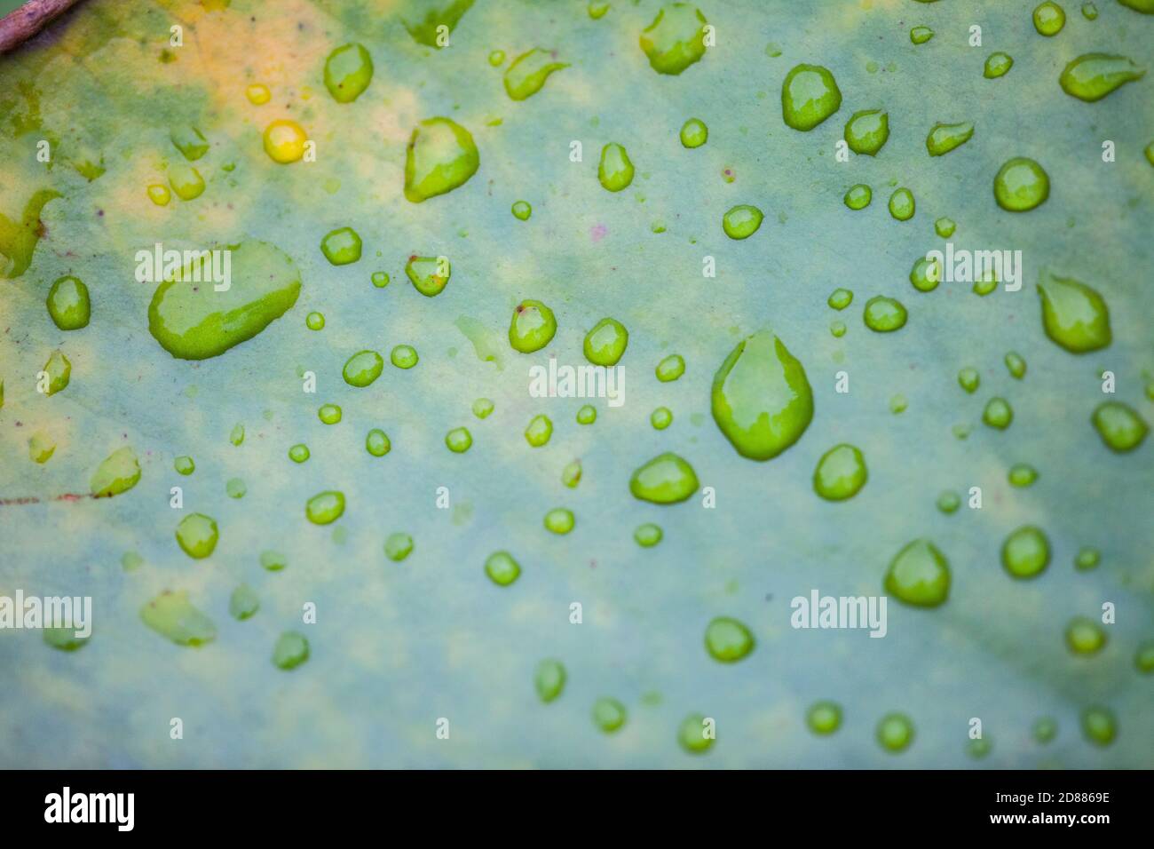 Wassertropfen auf einem Lotusblatt, Thailand Stockfoto