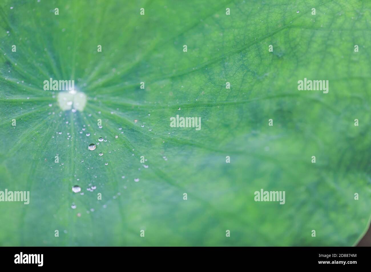 Wassertropfen auf Lotus Blatt als Hintergrund Stockfoto