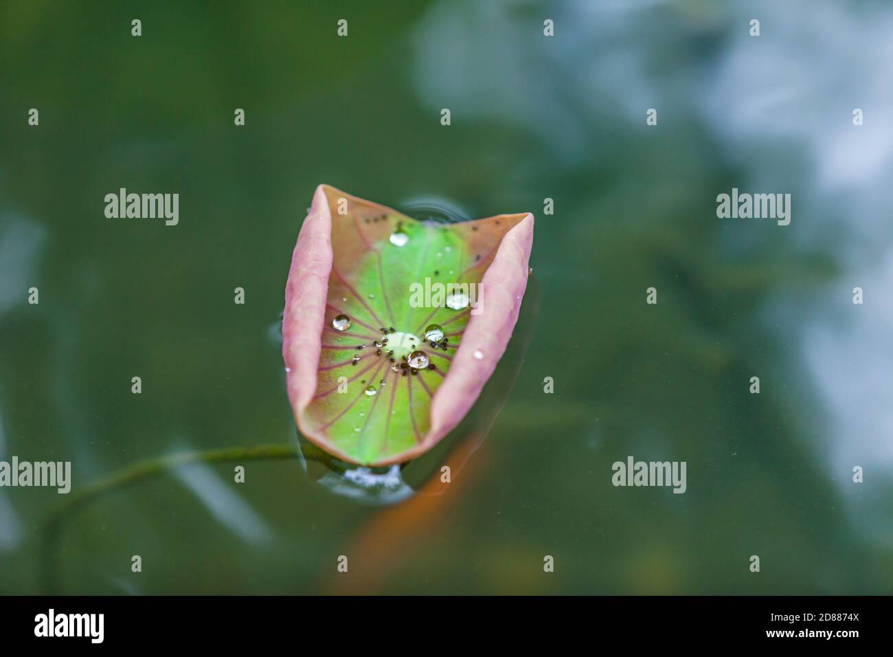 Wassertropfen auf Lotus Blatt als Hintergrund Stockfoto