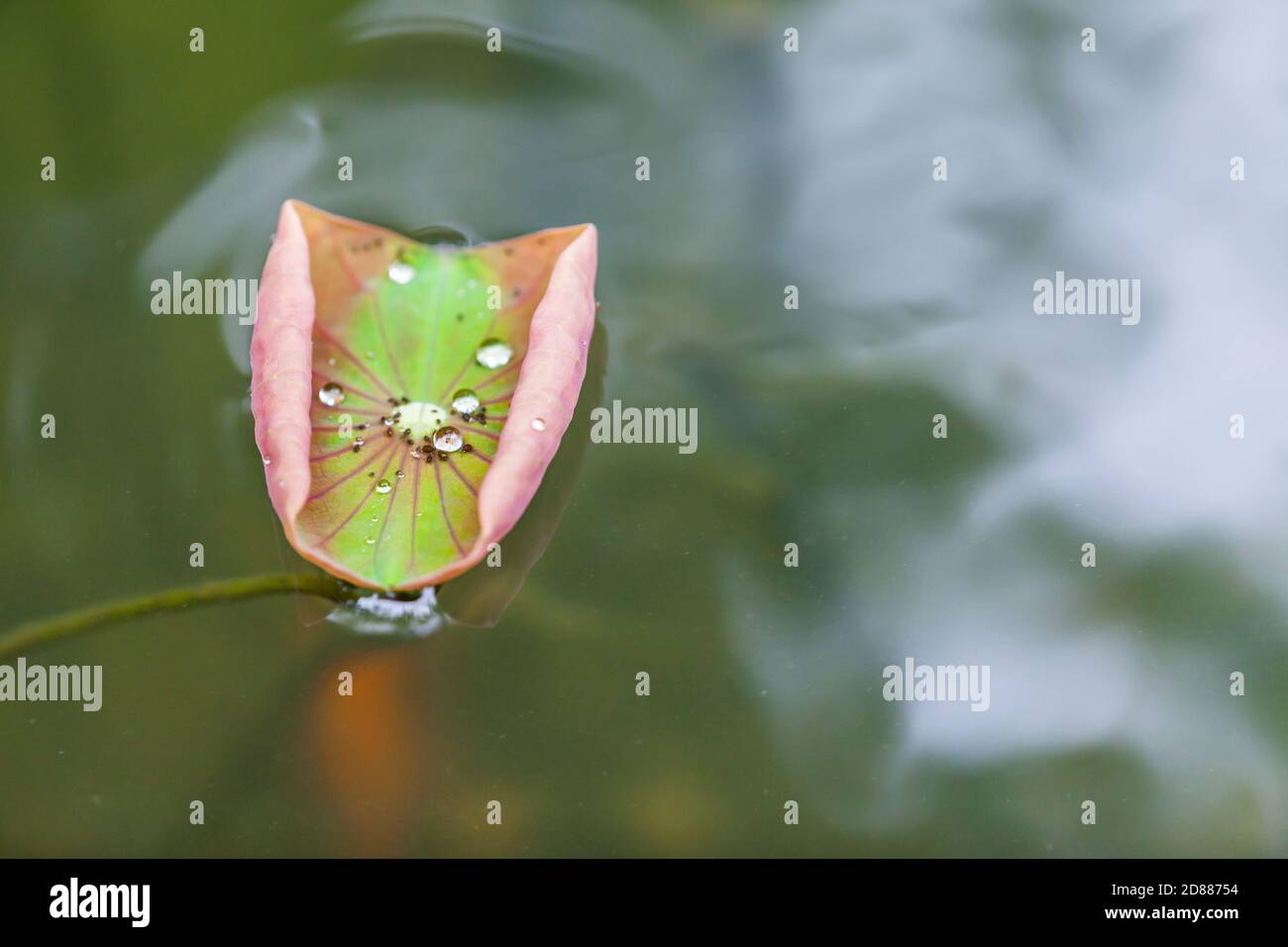 Wassertropfen auf Lotus Blatt als Hintergrund Stockfoto