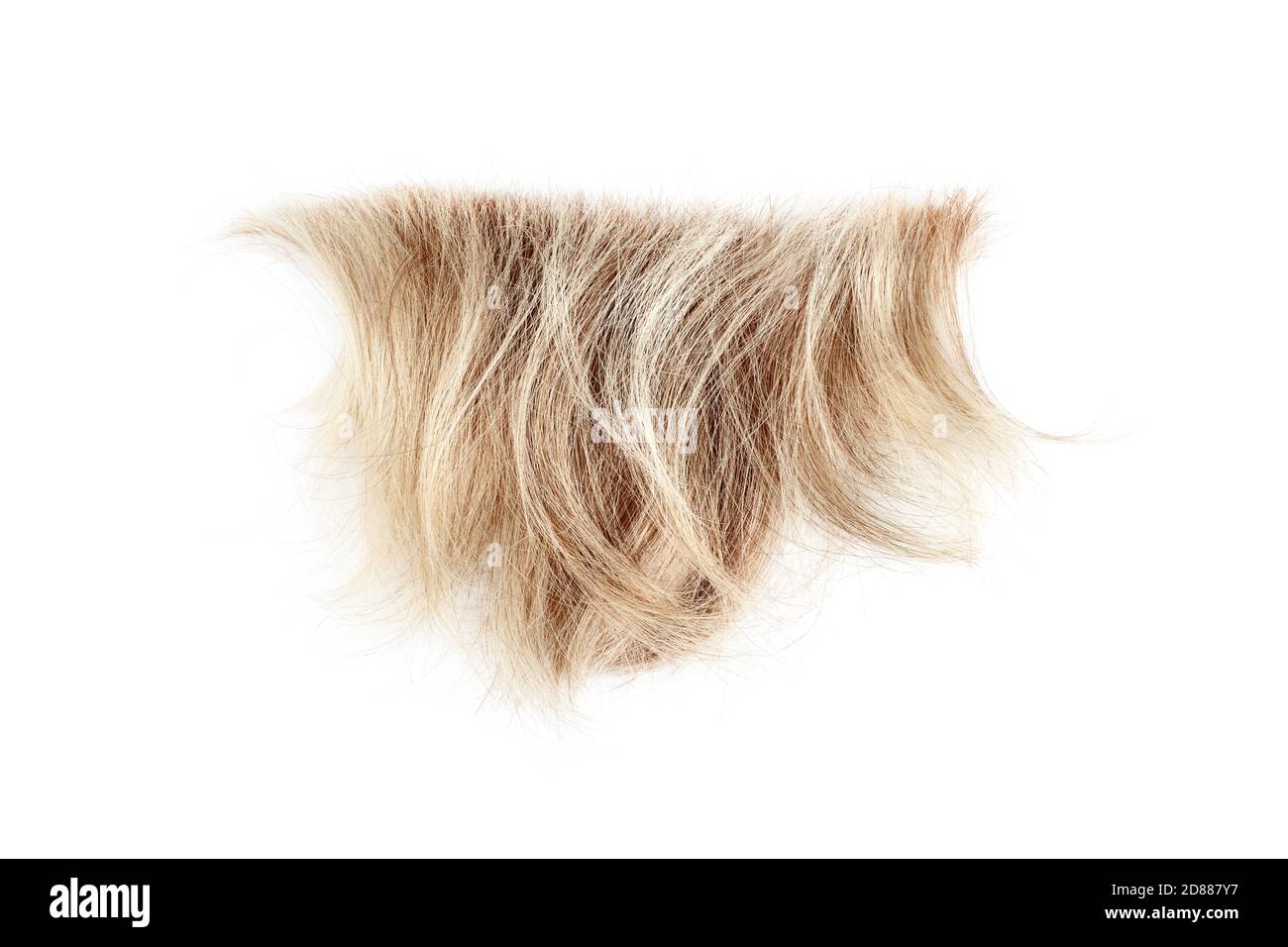 Blonde gewellte Haarsträhne auf weißem Hintergrund isoliert Nahaufnahme, abgeschnitten natürliche blonde Haarlocken, Haarschnitt, Frisur, menschliche Haarstruktur, Haarschnitt Stockfoto