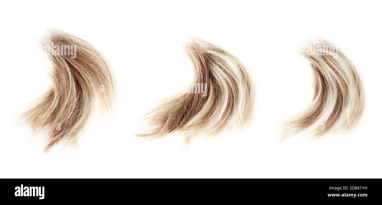 Blonde gewellte Haarsträhne auf weißem Hintergrund isoliert Nahaufnahme, abgeschnitten natürliche blonde Haarlocken, Haarschnitt, Frisur, menschliche Haarstruktur, Schneiden Stockfoto