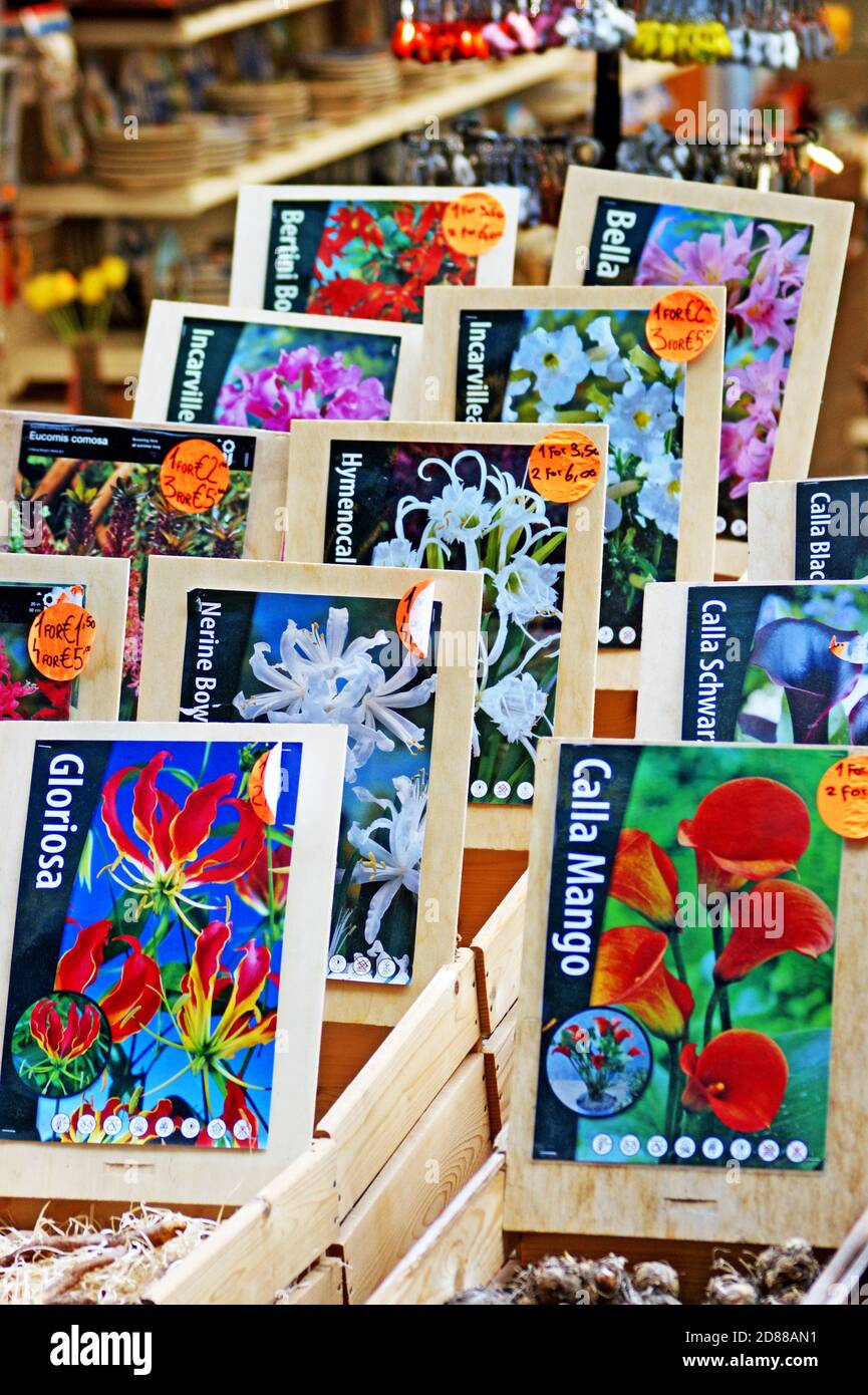 Blumenzwiebeln zum Verkauf mit Fotos von jedem Blumentyp auf der Verpackung in einem Souvenirladen in Amsterdam, Holland. Stockfoto