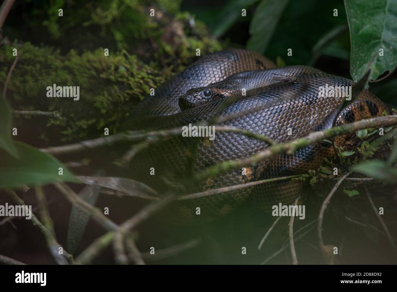 Eine wilde grüne Anakonda (Eunectes murinus) die weltweit größte ruhende Schlangenart im Wildreservat Cuyabeno im ecuadorianischen Amazonas. Stockfoto