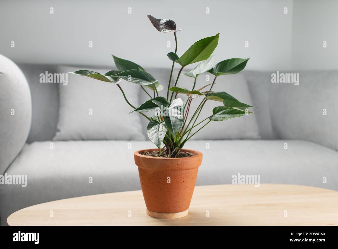 Schwarze Flamingo Blume oder Anthurium andraeanum in Tontopf auf Holztisch  im Wohnzimmer. Luftreinigende Pflanzen im Haus Stockfotografie - Alamy
