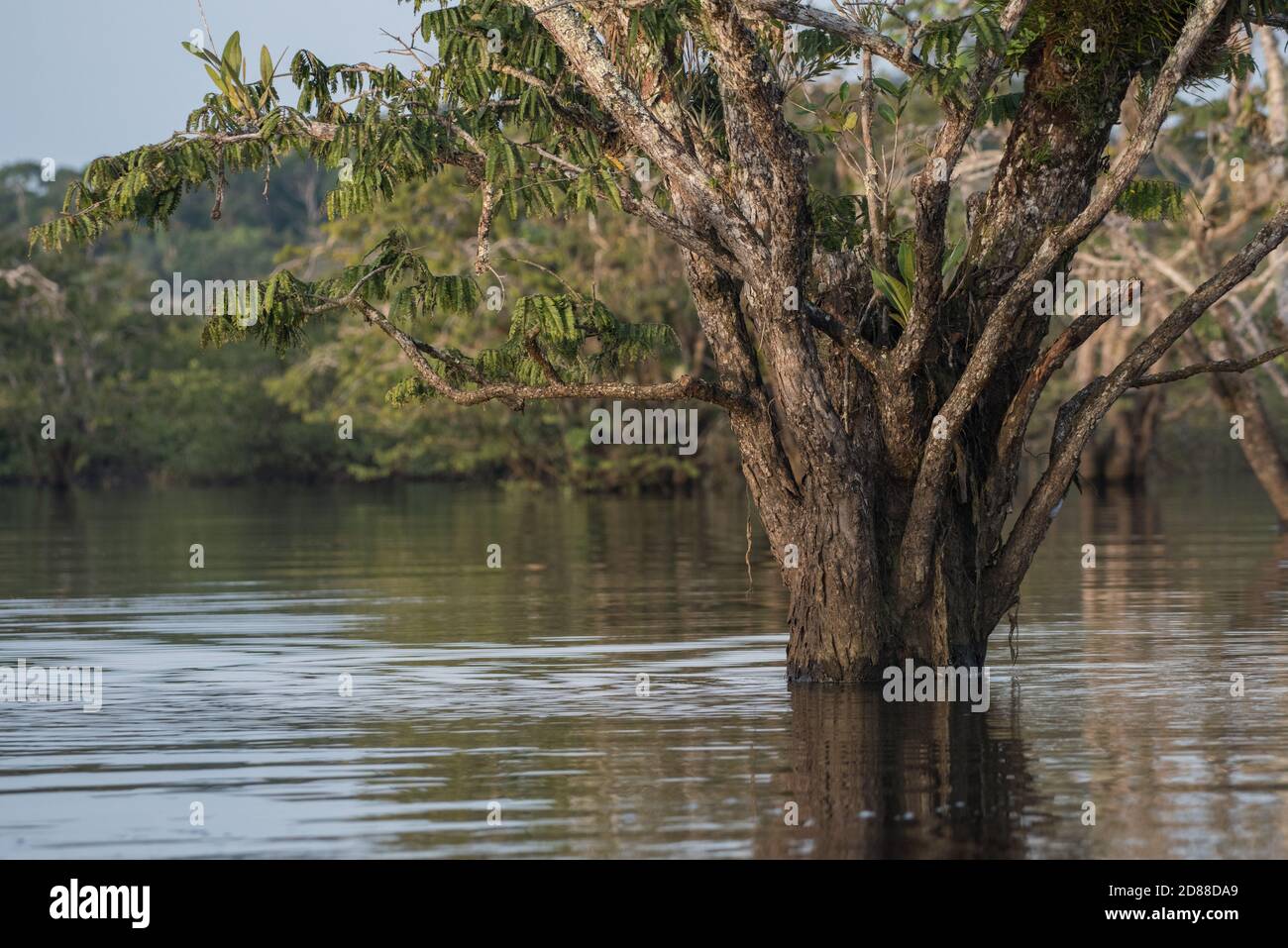 Der überflutete amazonaswald des Cuyabeno Wildreservats in Ecuador. Stockfoto