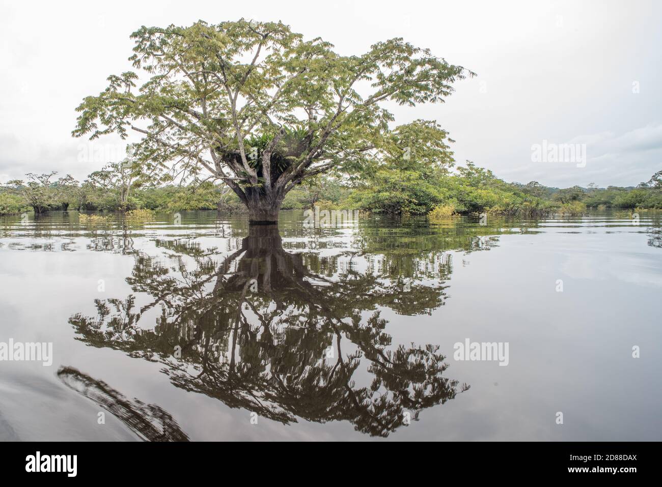 Der überflutete amazonaswald des Cuyabeno Wildreservats in Ecuador. Stockfoto