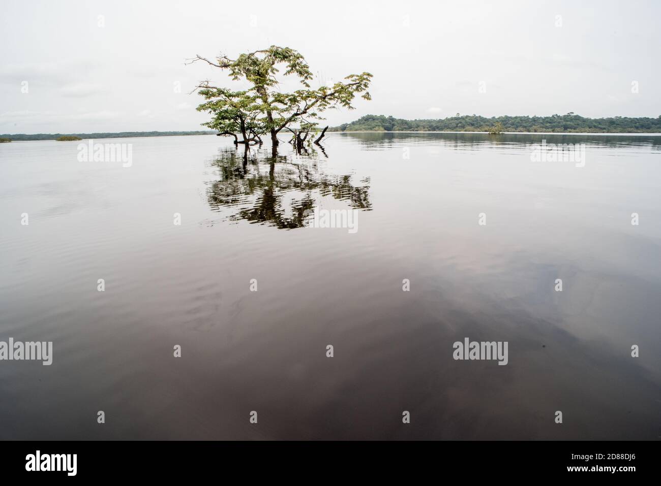 Der überflutete amazonaswald des Cuyabeno Wildreservats in Ecuador. Stockfoto