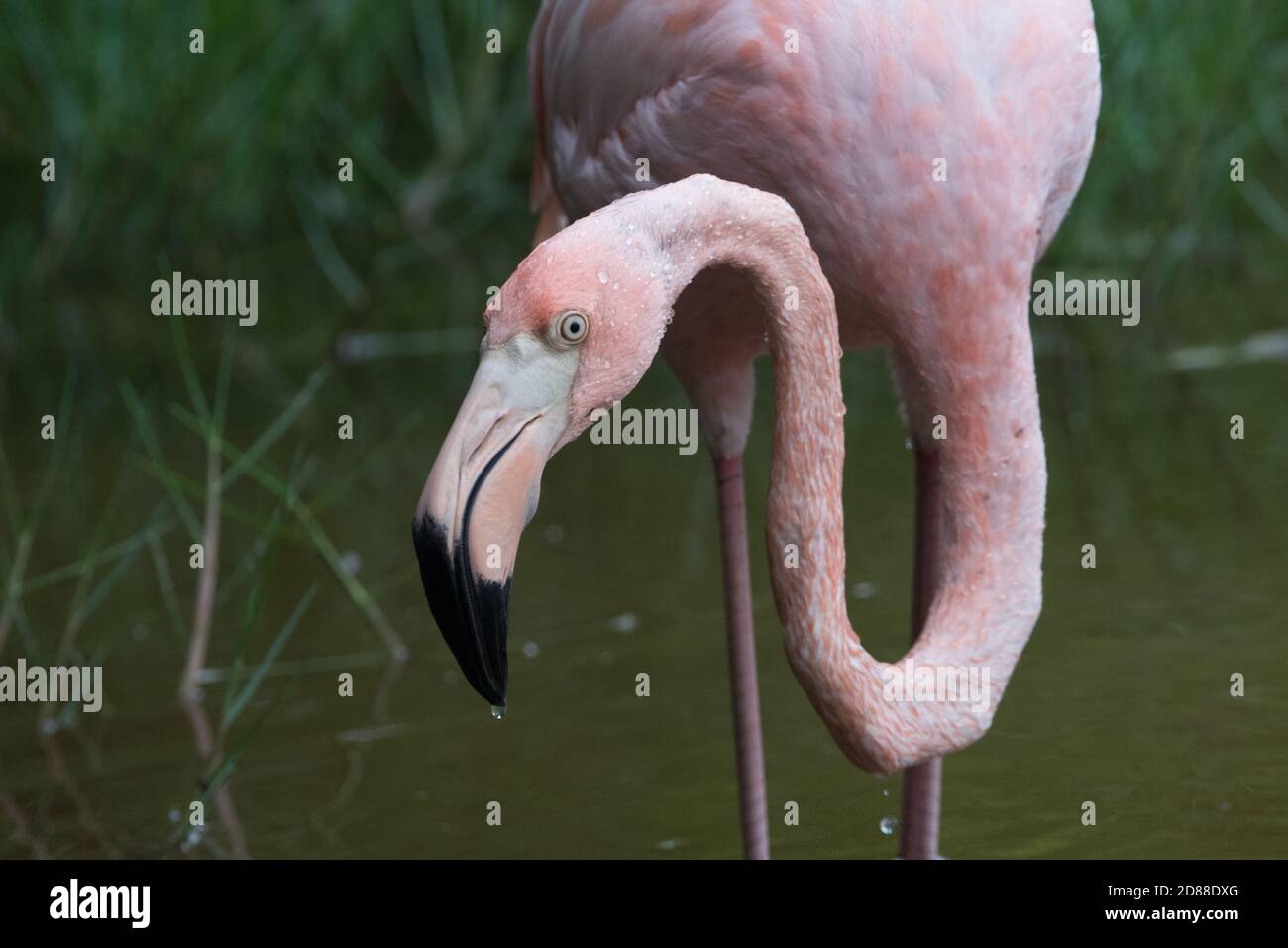 Ein Porträt eines amerikanischen Flamingos (Phoenicopterus ruber), der durch eine Lagune im Galapagos-Inseln-Nationalpark in Ecuador watet. Stockfoto