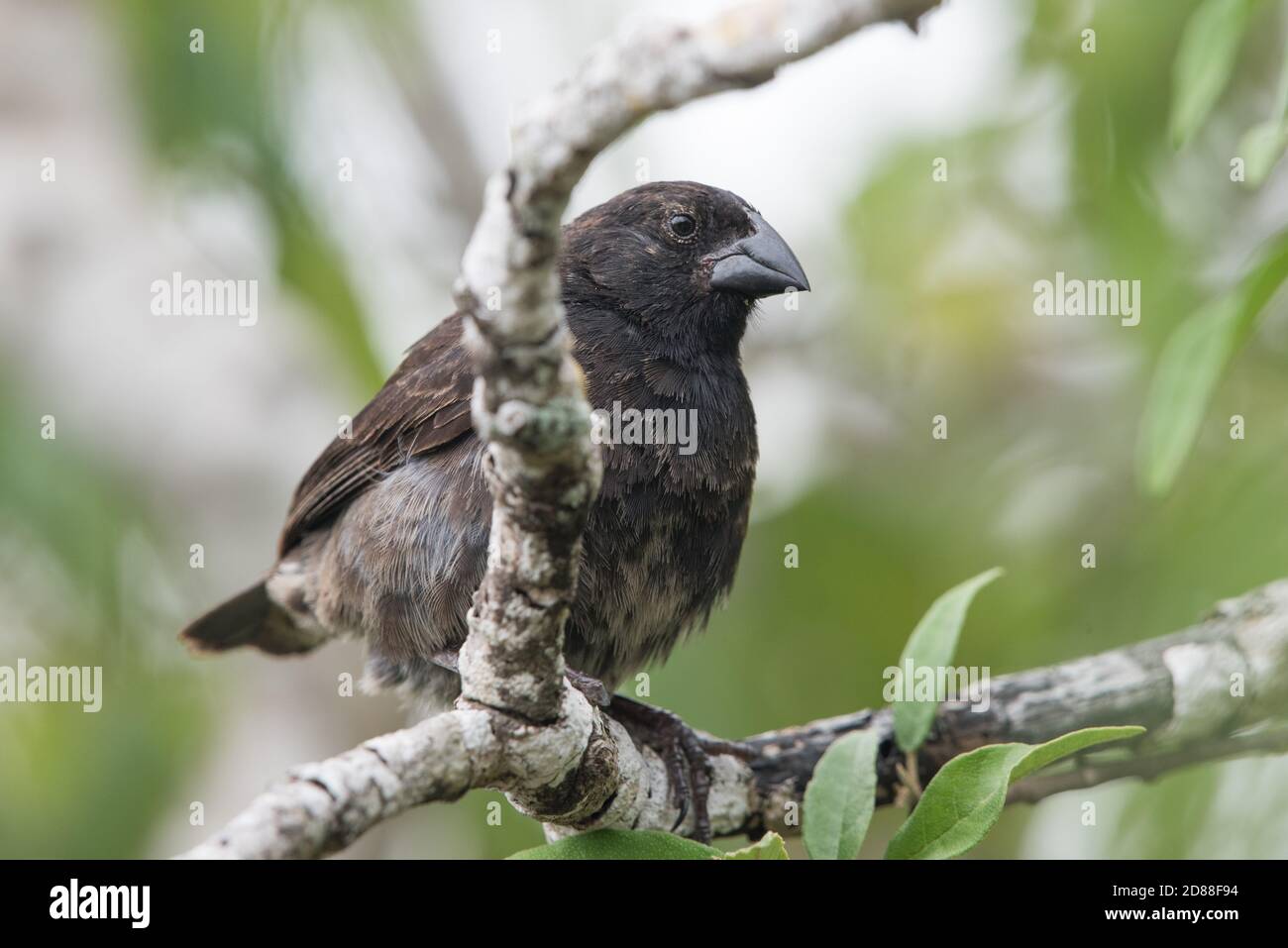 Einer der Finken Darwins von den Galapagos-Inseln, der als Modellorganismen für die Evolutionstheorie diente. Der vegetarische Fink. Stockfoto