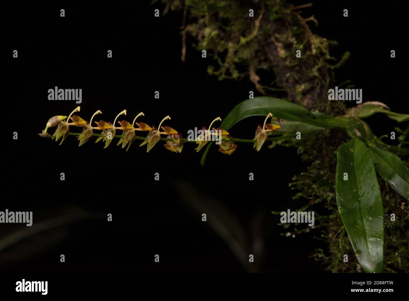 Eine tropische tanzende Dame Orchidee in der Gattung Oncidium und Sigmatostalix Untergattung, aus den Nebelwäldern von Ecuador. Stockfoto