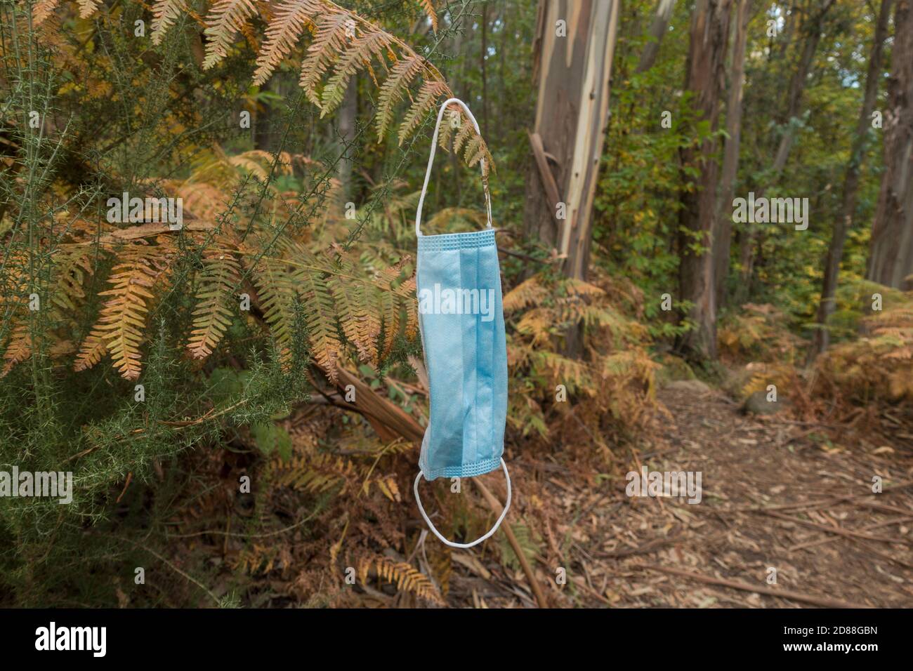 Blaue OP-Maske im Wald zurückgelassen, Verschmutzung. Stockfoto