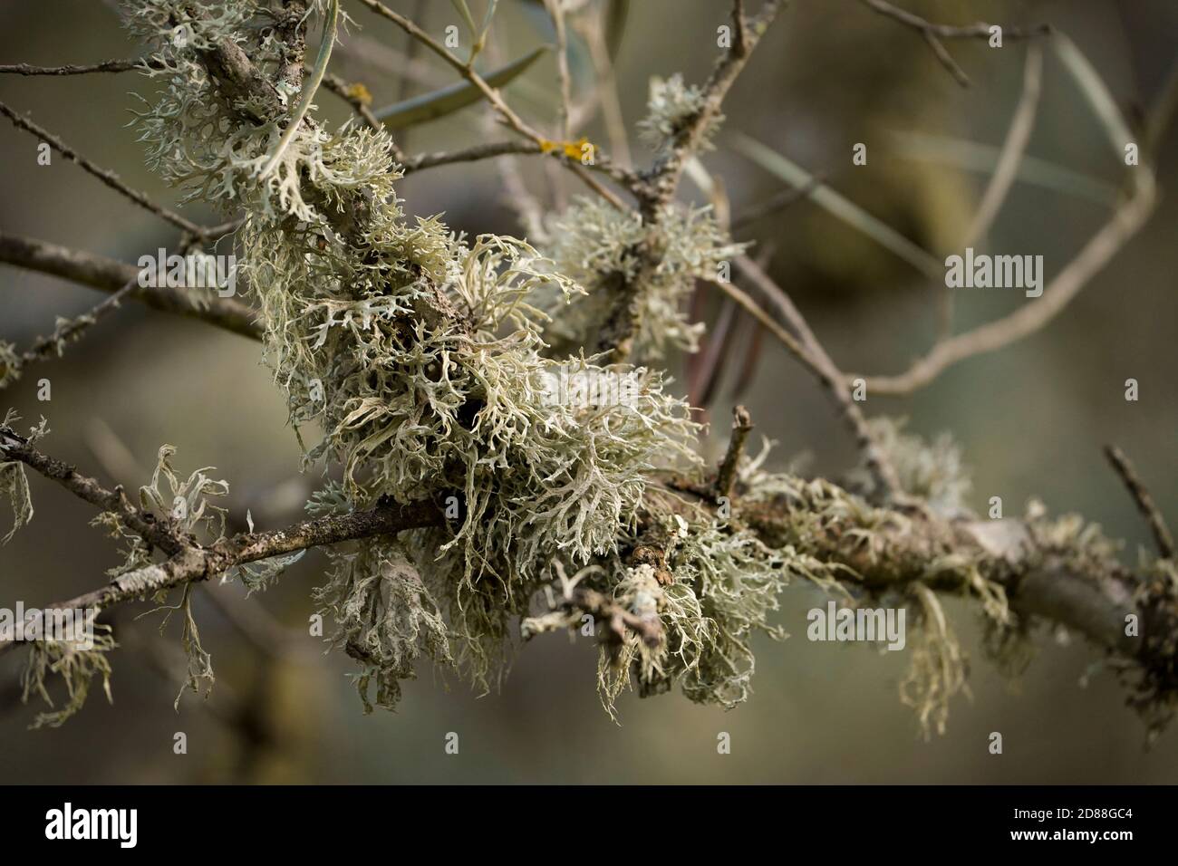 Blattflechte sp.Leben auf einem Zweig, Andalusien, Spanien. Stockfoto