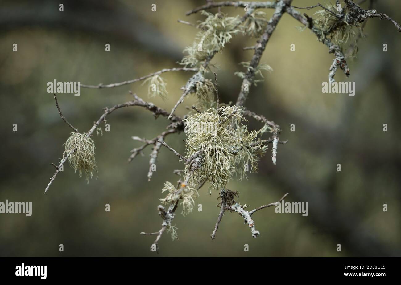 Blattflechte sp.Leben auf einem Zweig, Andalusien, Spanien. Stockfoto