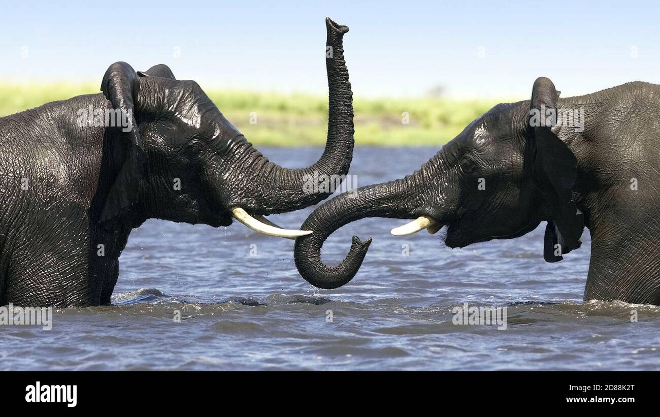 Elefanten Lieben Stockfotos Und Bilder Kaufen Alamy