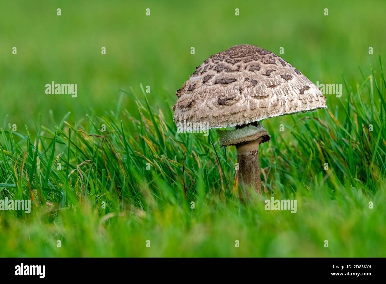 Pilz Parasol (Macrolepiota Procera) Stockfoto