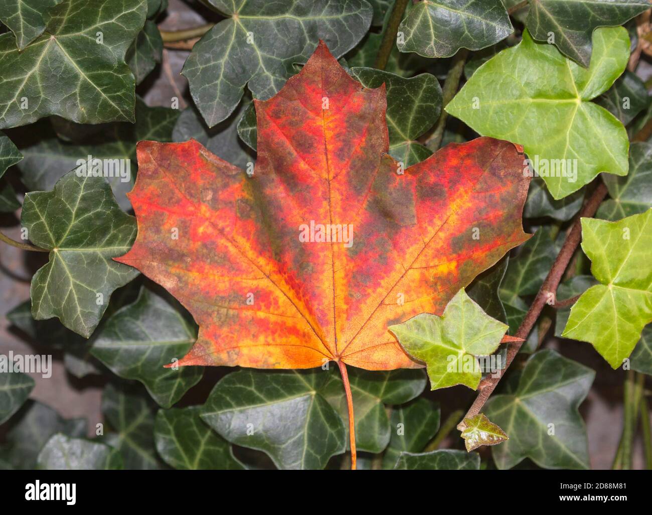 Symbolisches Foto für Herbststimmung Stockfoto