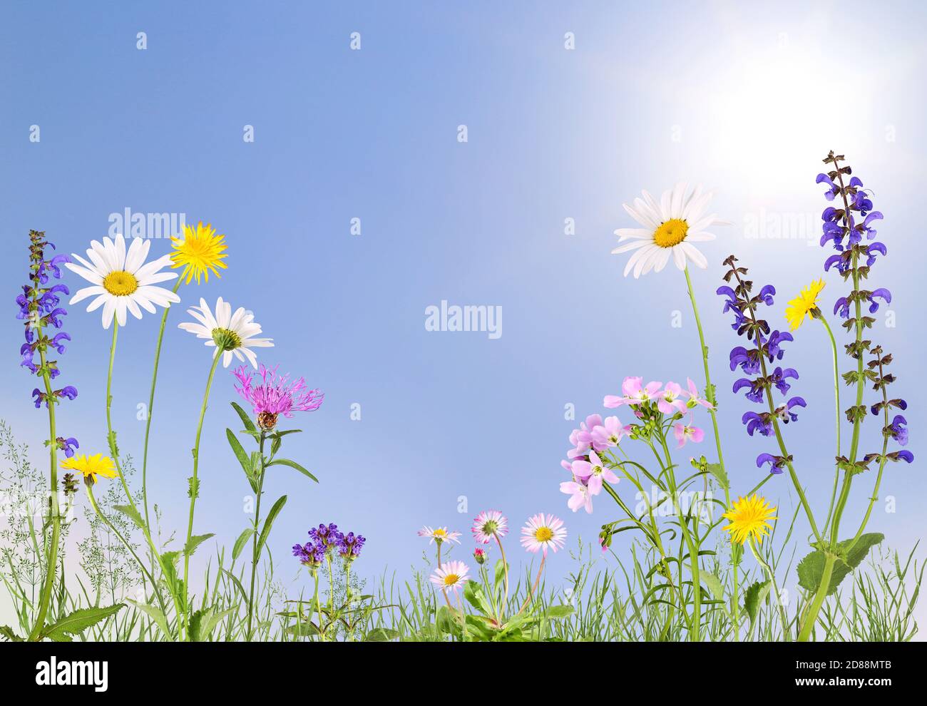 Wiese mit Kuckuckblume, Gänseblümchen, Gänseblümchen und anderen Stockfoto