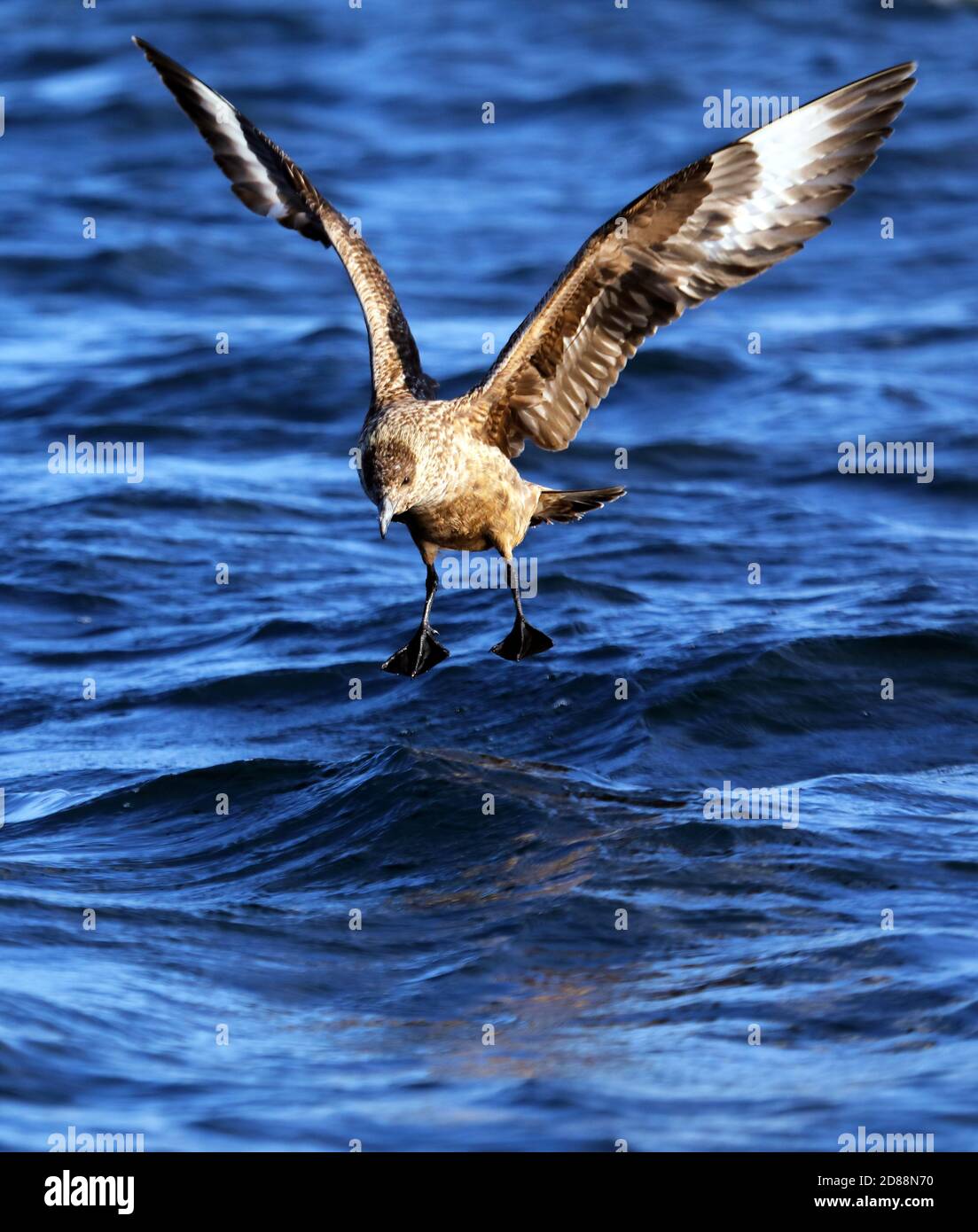 Große Skua, Stercorarius skua, Landung des Atlantischen Ozeans um die inneren Hebriden von Schottland. Sie sind auch als Bonxie bekannt. Stockfoto