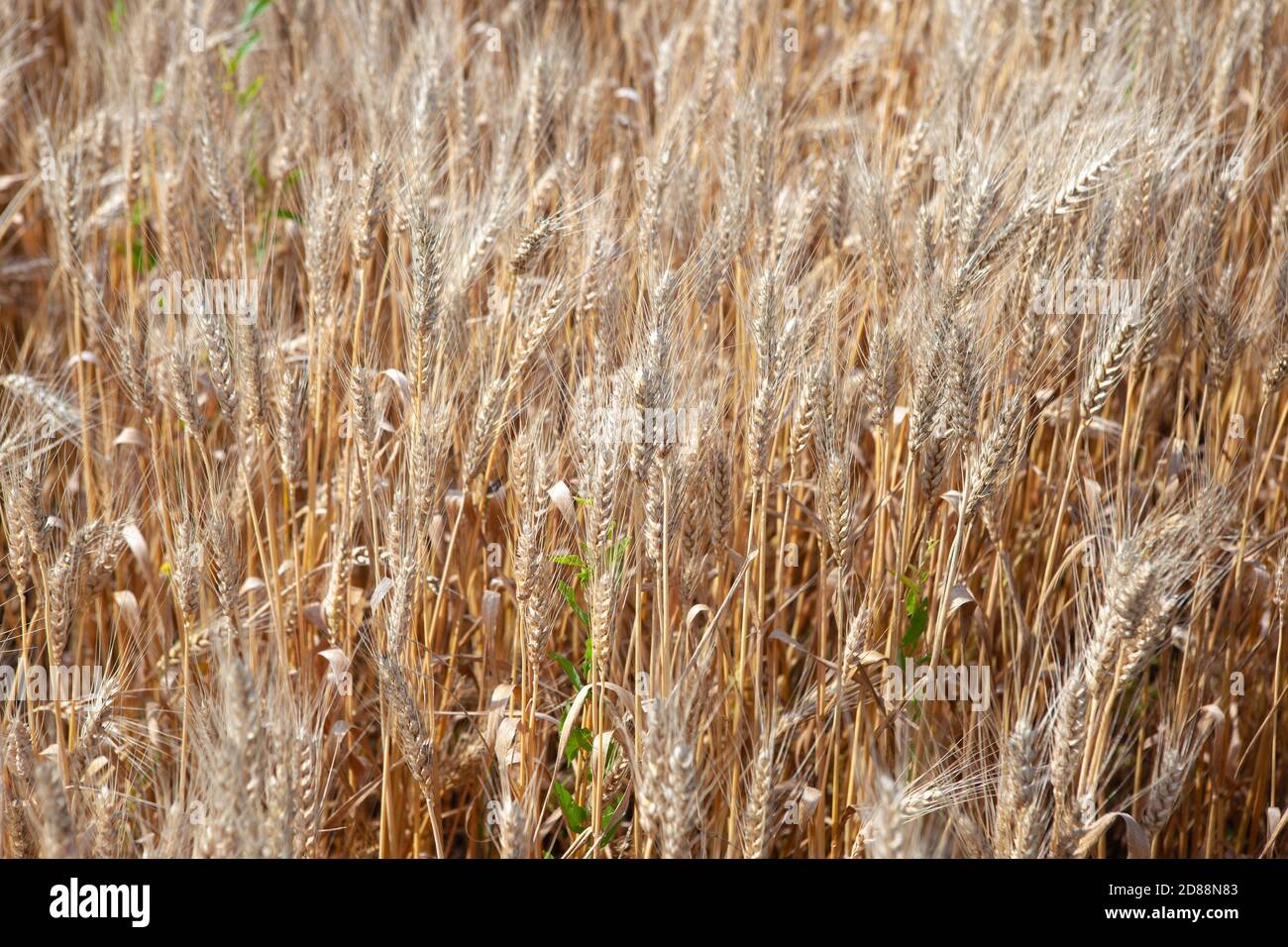 Gold Weizenfeld und blauer Himmel Stockfoto