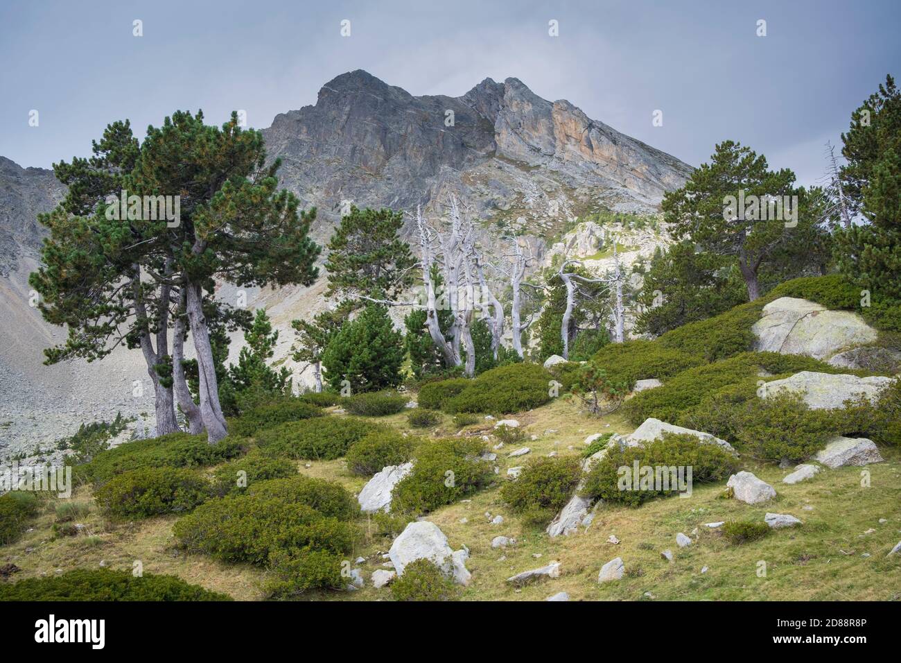 Bergkiefer (Pinus uncinata) mit dem Gipfel des Gras de Fajol im Hintergrund. Naturpark Capçaleres del Ter i del Freser. Katalonien. Spanien. Stockfoto