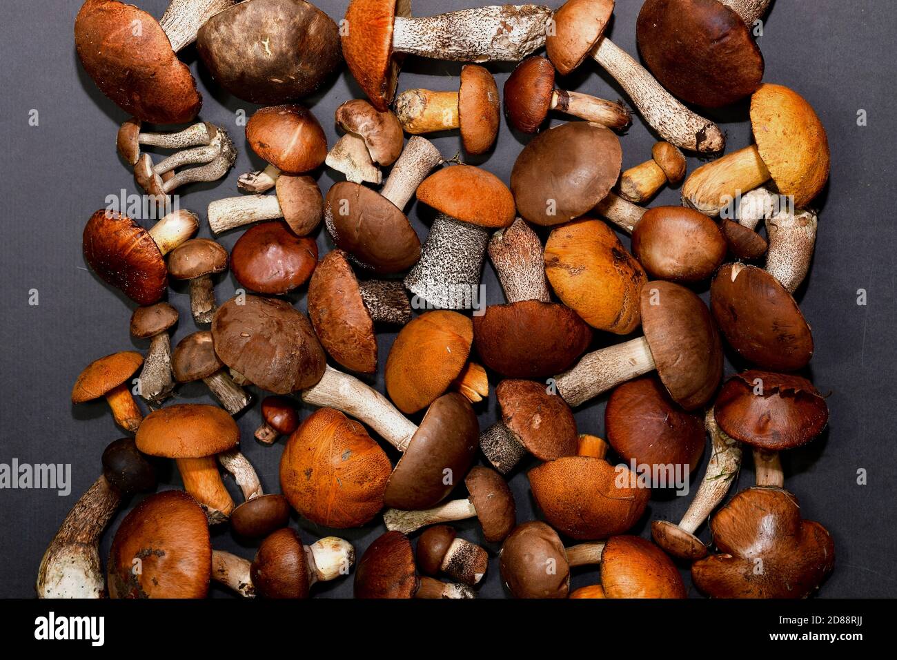 Hintergrund mit vertikalen dunkelgrauen Rahmen Streifen entlang der Ränder, von essbaren Pilzen. Stockfoto