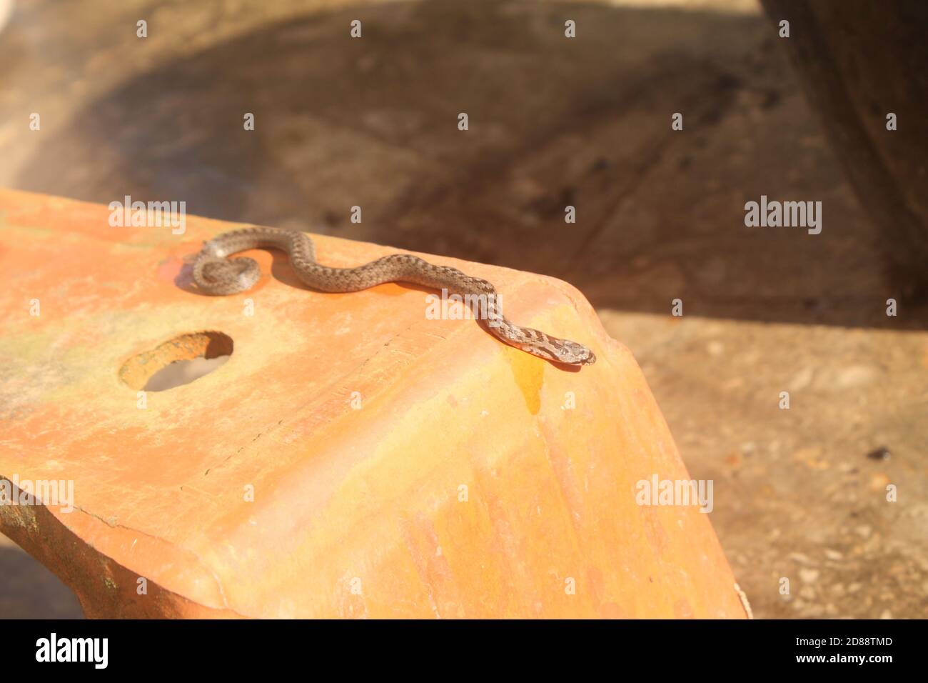 Kleine Schlange, die auf einer Vase die Sonne fängt Stockfoto