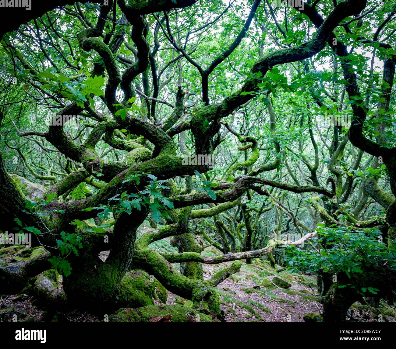 Knorrige Bäume in Priddock wood Peak District Derbyshire England Großbritannien Stockfoto