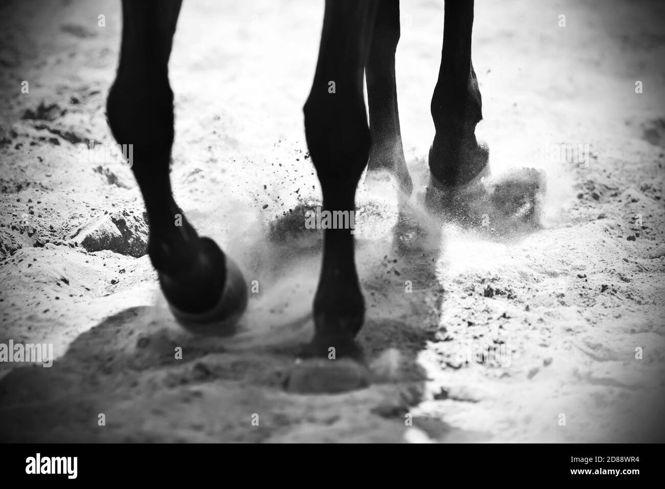 Schwarz-weißes Bild von den Beinen eines schwarzen Pferdes, das auf dem Sand läuft und Staub mit seinen Hufen, die von der Sonne beleuchtet werden, aufzieht. Stockfoto