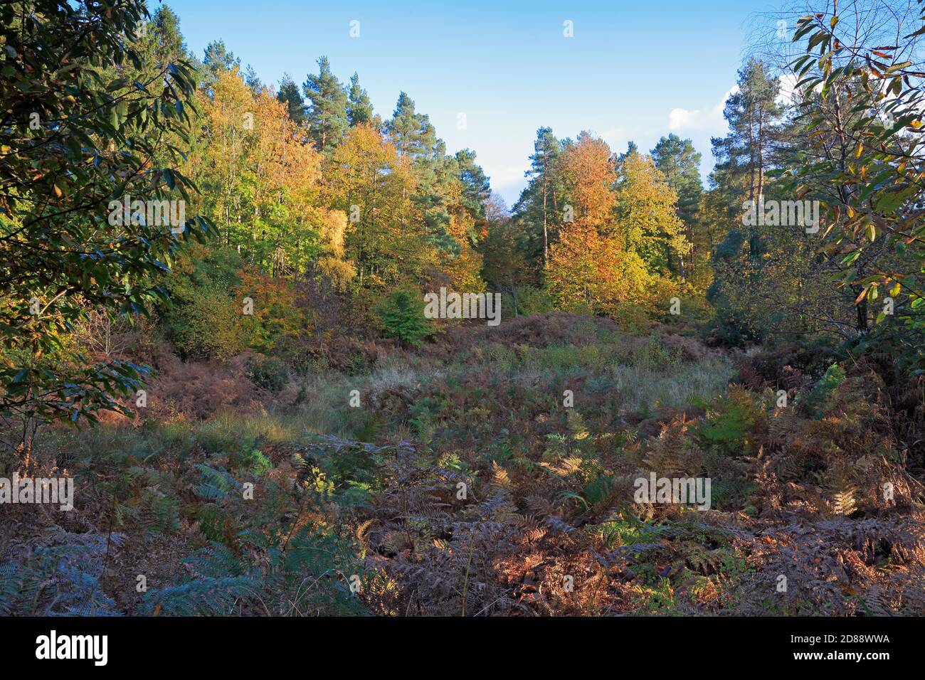 Herbstfarben im Nags Head RSPB Naturschutzgebiet in der Forest of Dean Stockfoto