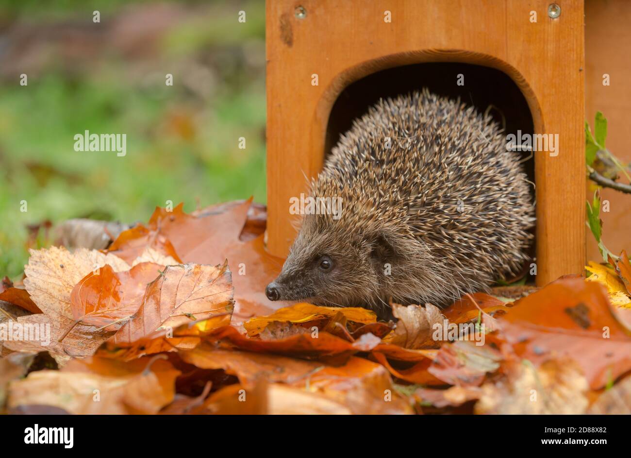 Igel (Wissenschaftlicher Name: Erinaceus Europaeus) Wilder, einheimischer, europäischer Igel, der im Herbst aus einem hölzernen Igelhaus mit bunten Blättern auftaucht Stockfoto