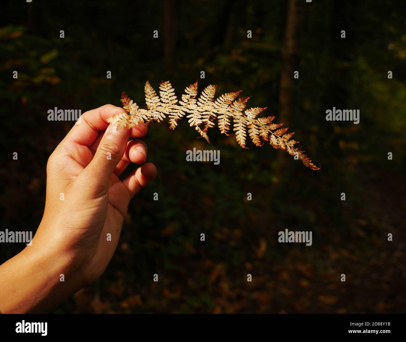 Kinderhand, die während des Herbstes ein trockenes Farnblatt hält Saison Stockfoto