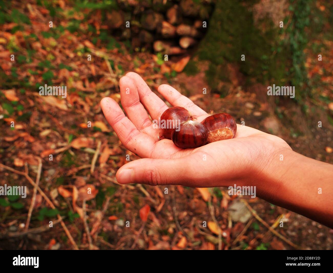 Kastanien, die gerade gepflückt wurden in Kinderhände gehalten Stockfoto