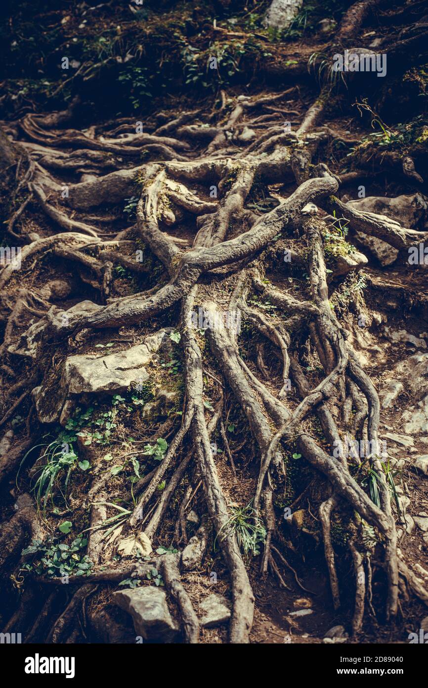 Bild von einigen verworrenen Wurzeln eines Baumes in einem Wald. Stockfoto