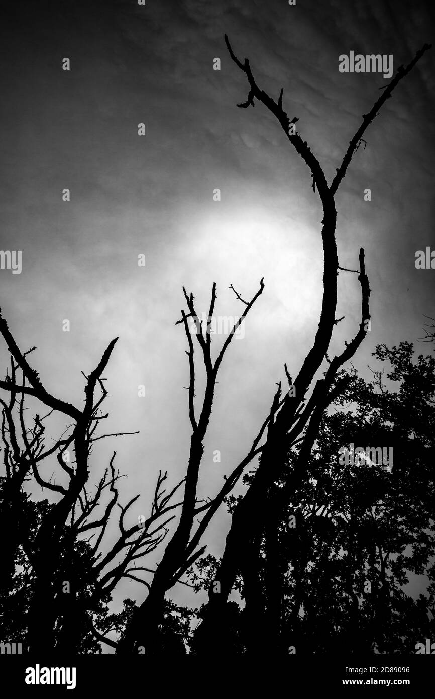 Selektiver Fokus auf gruselige Baumzweige Silhouetten, Südbulgarien, bewölkten Herbsttag. Moody Darkness Effekt Gefühle Bild Stockfoto