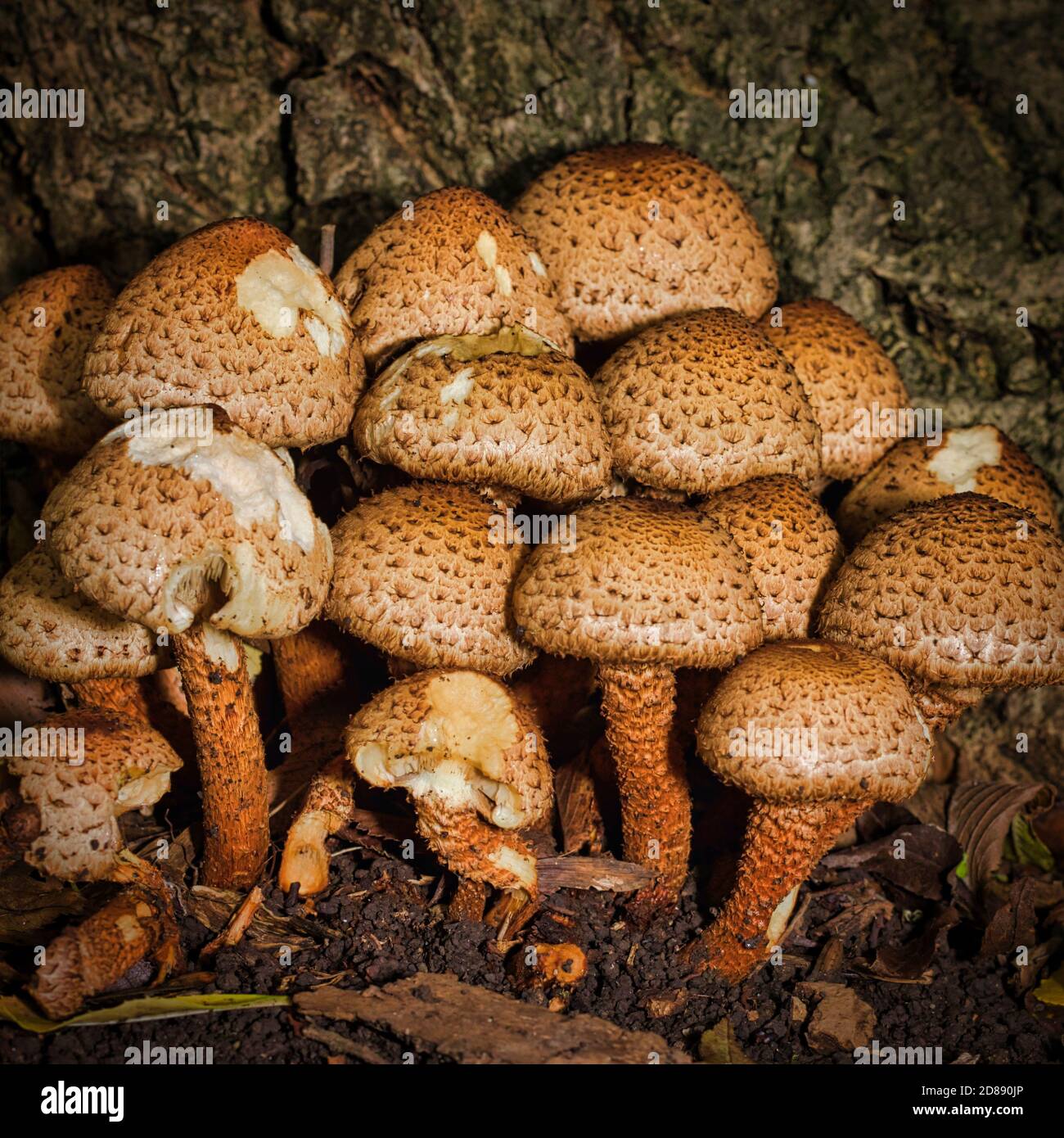 UK Pilz Stockfoto