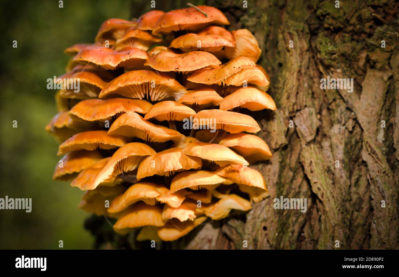 UK Pilz Stockfoto