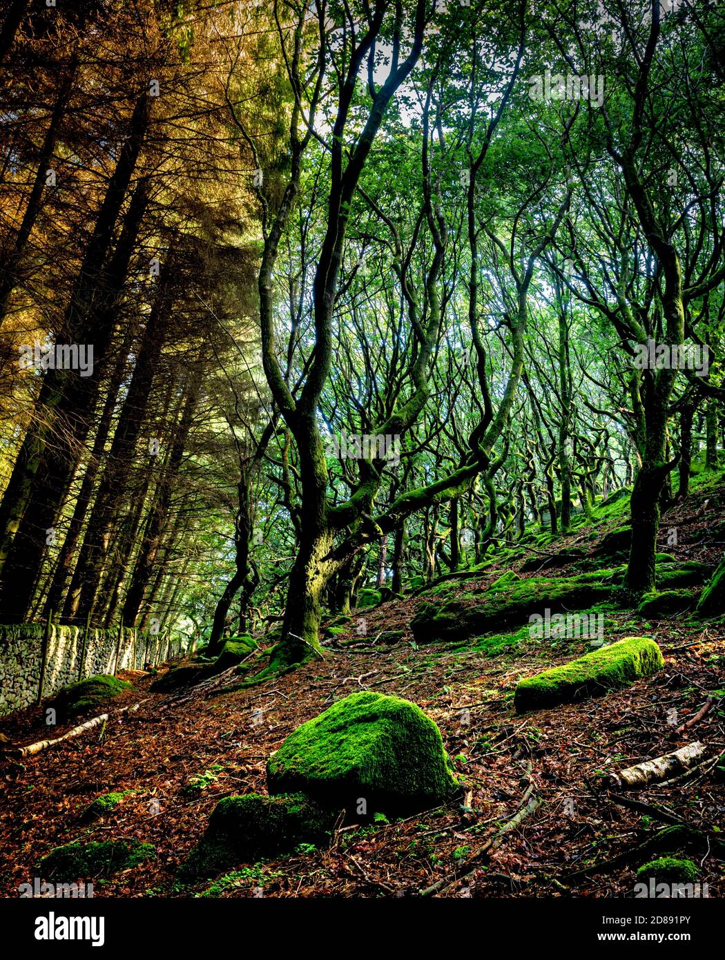 Priddock wood Peak District Derbyshire England Großbritannien Stockfoto