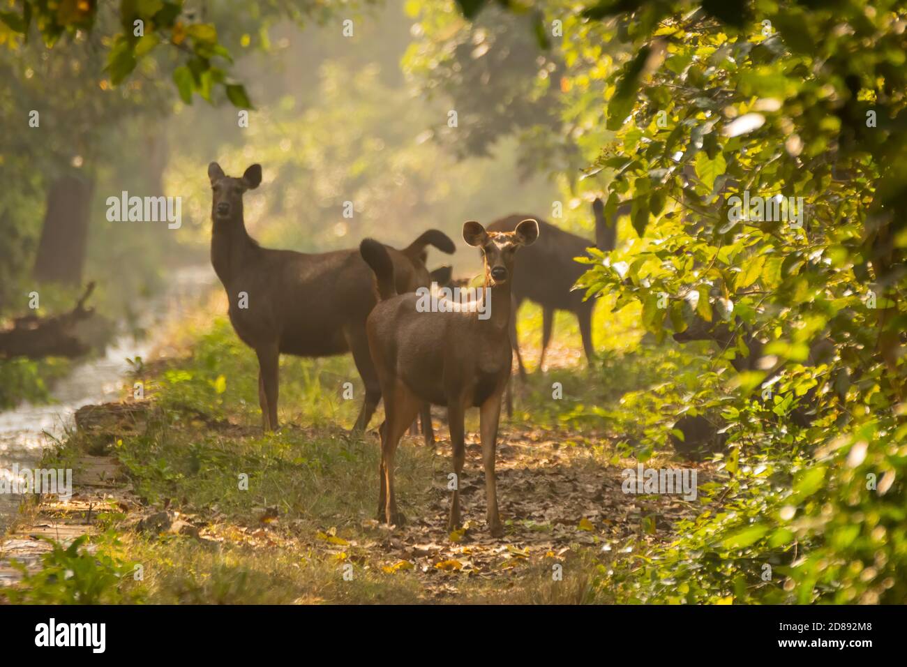 Eine kleine Herde weiblicher Sambar Deer (Rusa unicolor), sind leicht gespuckt und sind jetzt wachsam, in den Wäldern von Jim Corbett Nationalpark im Bundesstaat Stockfoto