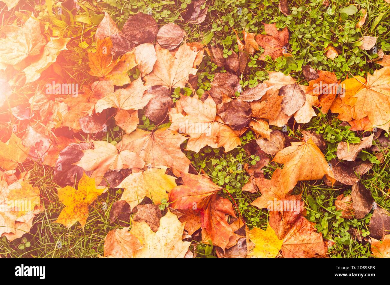 Herbstliche Landschaft: Bunte Blätter eines Ahornbaums liegen auf dem grünen Gras mit warmem Sonnenschein Stockfoto